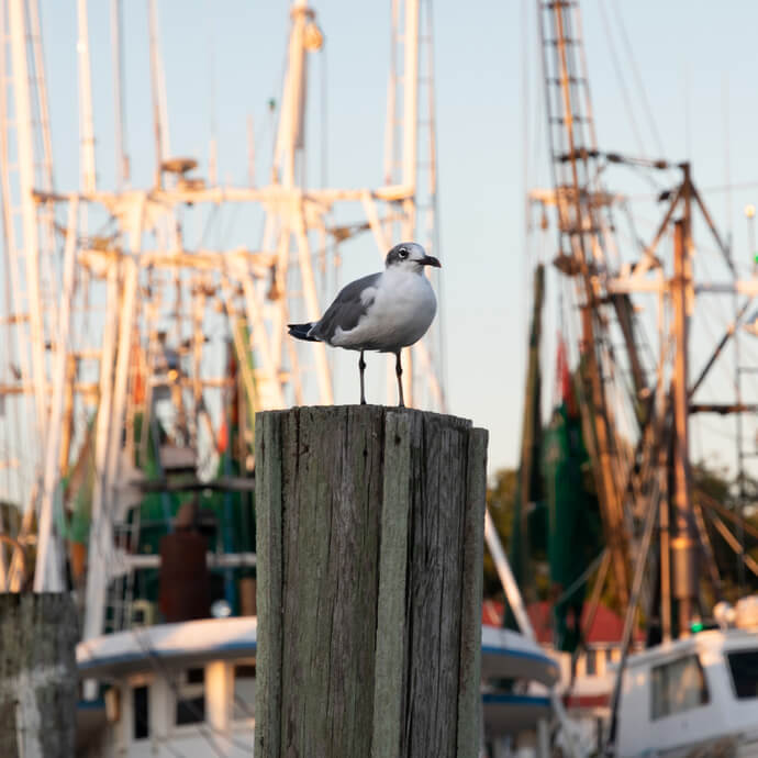 Seagul stands on pier