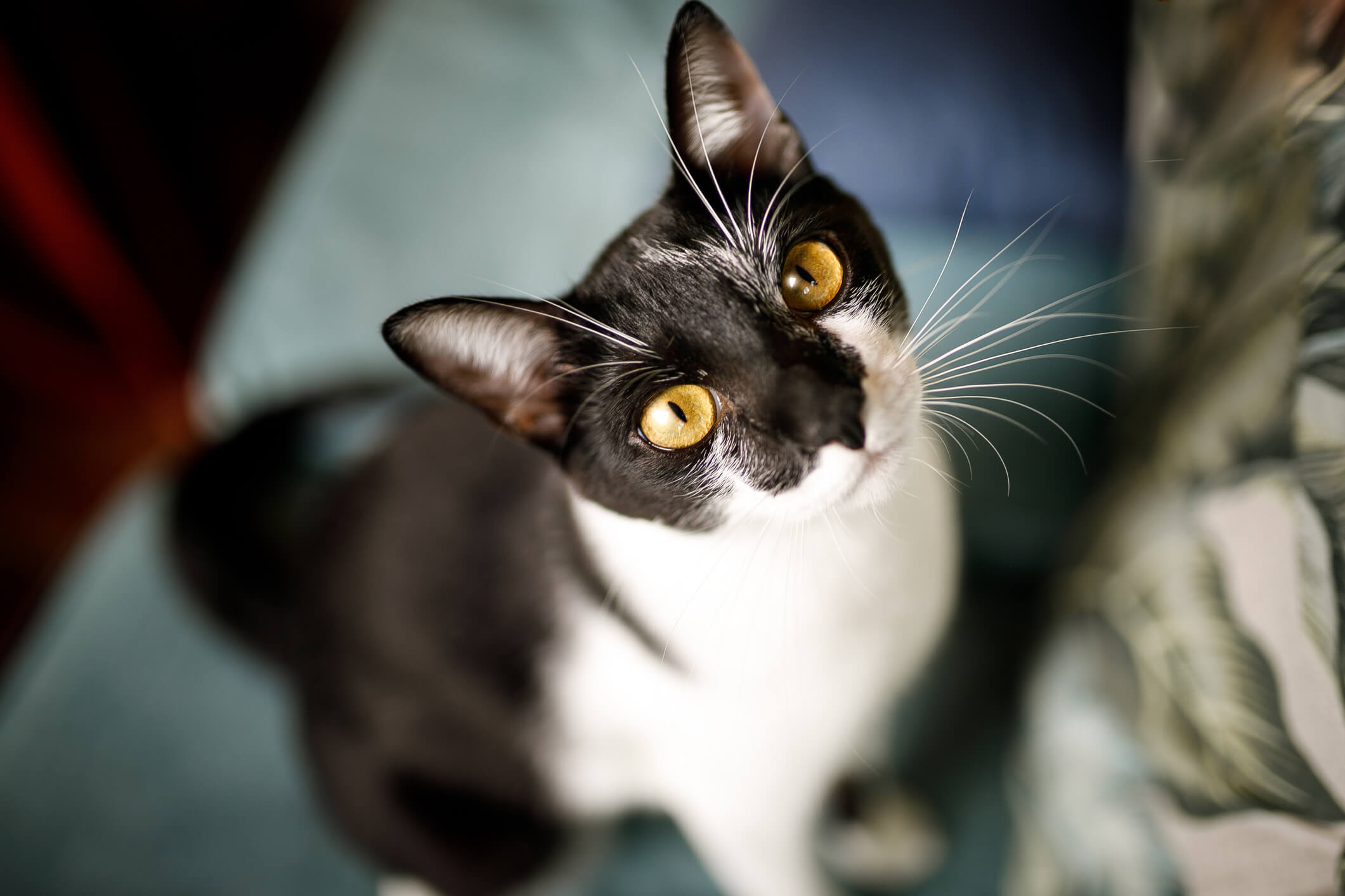 An animal (cat) looking up at its owner.