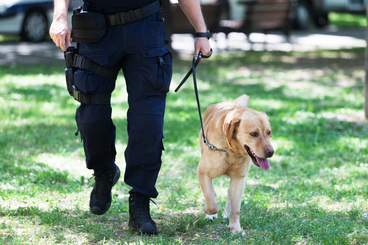 Policeman with a K-9 unit dog preparing for a search.